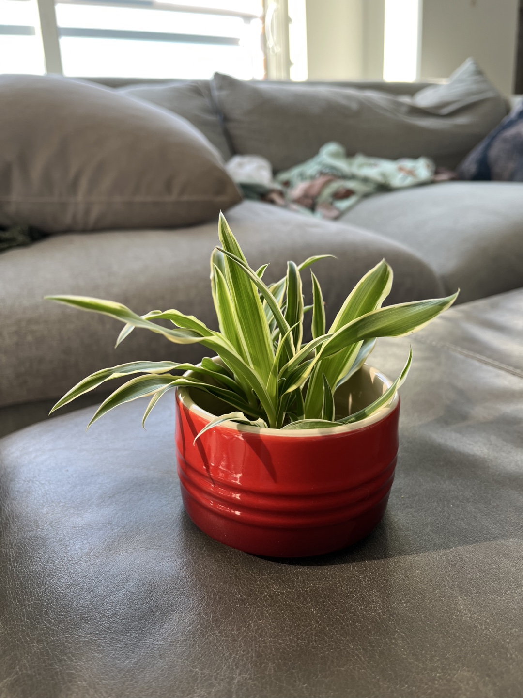 Spider Plant Cutting
