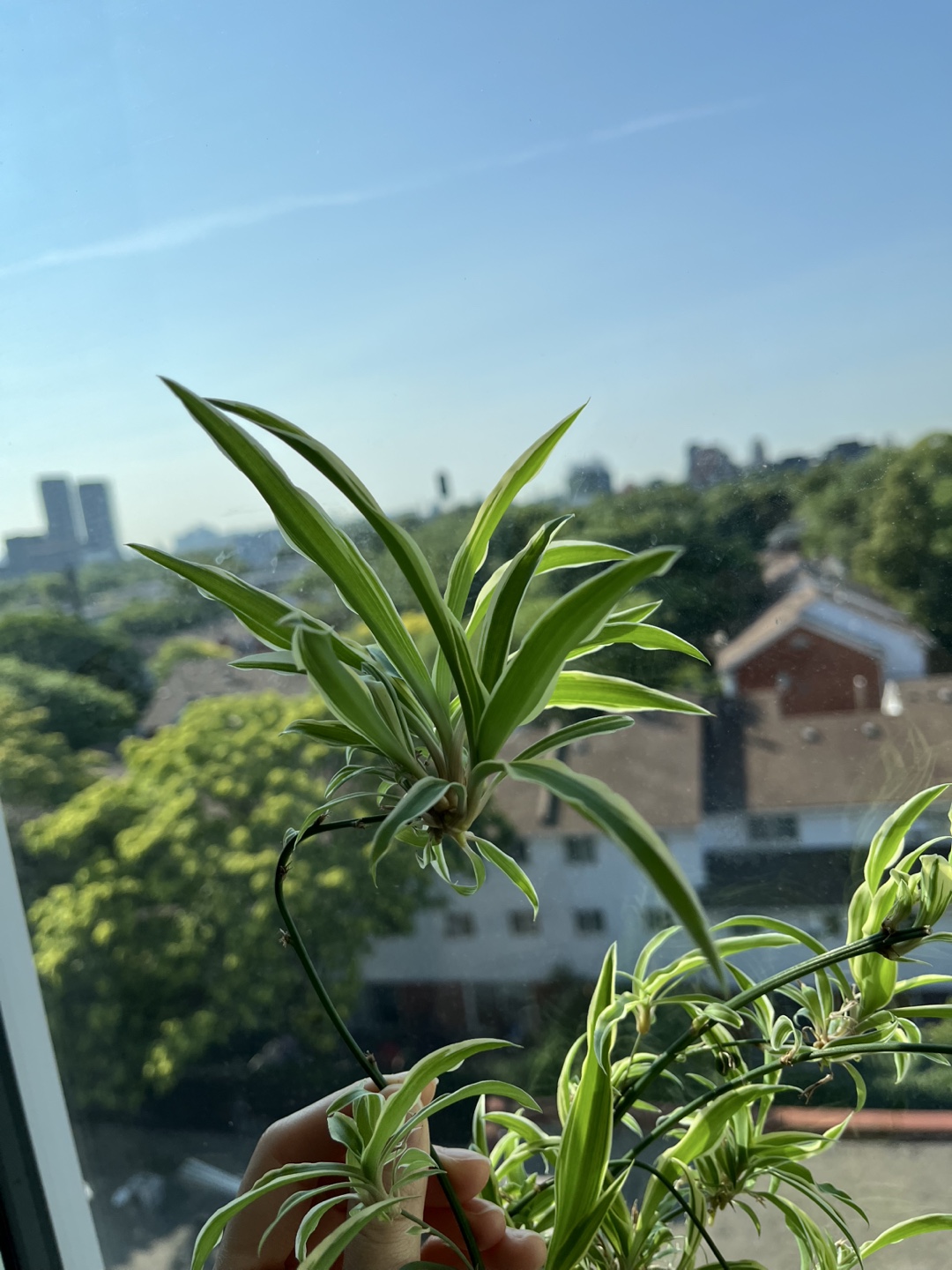 Spider Plant Cutting - photo 3