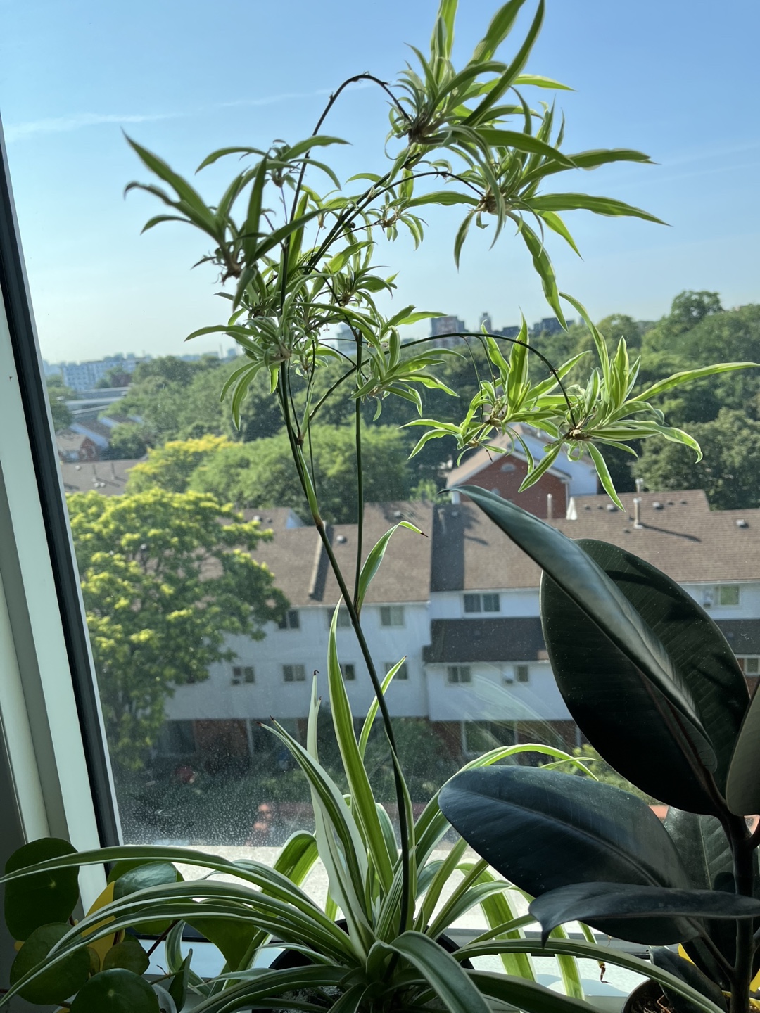 Spider Plant Cutting - photo 4
