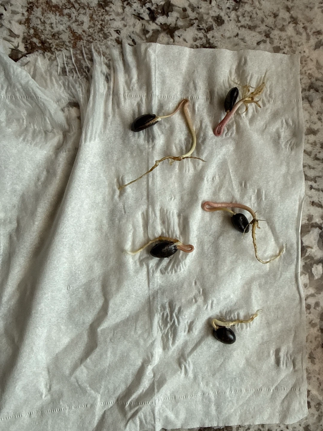 5 Sprouted Atemoya  / Tropical Fruit Sprouts 6$ Each 30$ All