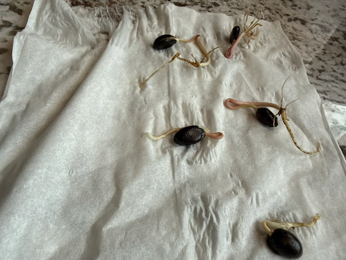 5 Sprouted Atemoya  / Tropical Fruit Sprouts 6$ Each 30$ All - photo 2