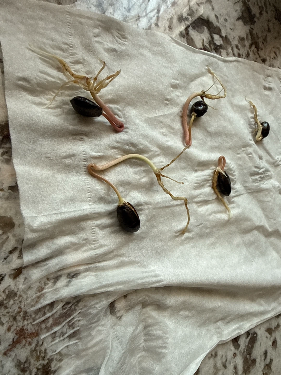 5 Sprouted Atemoya  / Tropical Fruit Sprouts 6$ Each 30$ All - photo 3