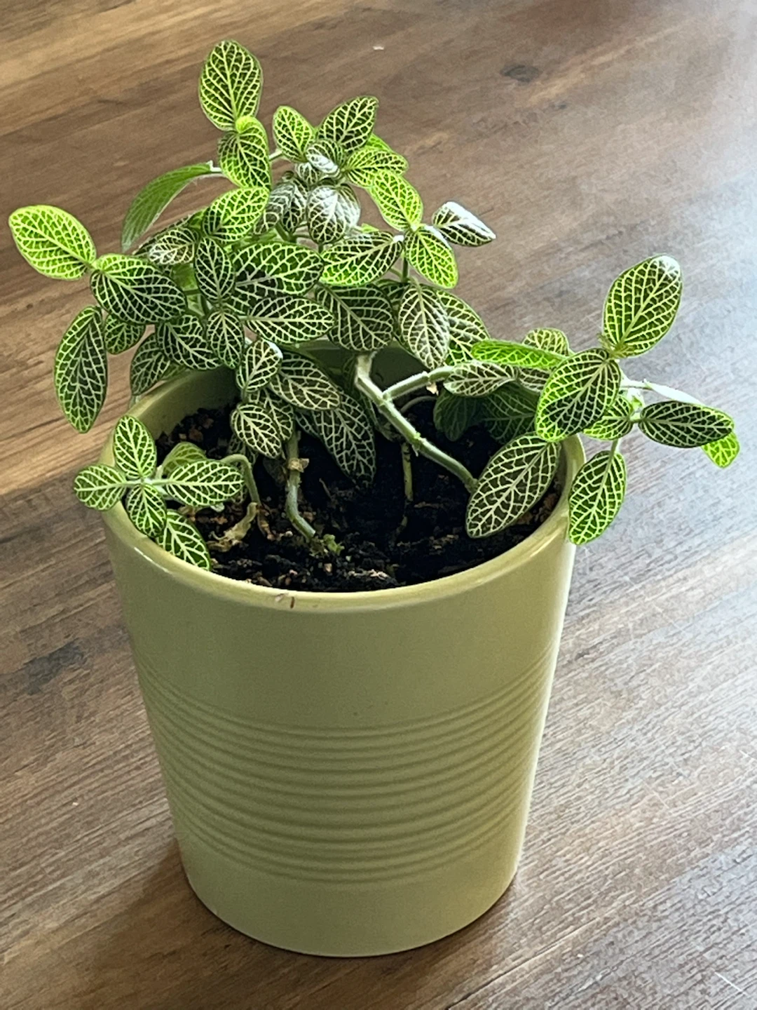 Fittonia Plant in Light Green Pot
