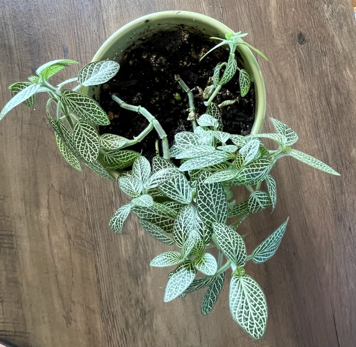 Fittonia Plant in Light Green Pot - photo 2