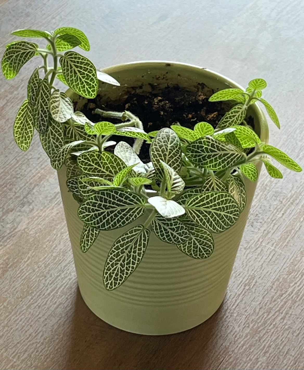 Fittonia Plant in Light Green Pot - photo 3