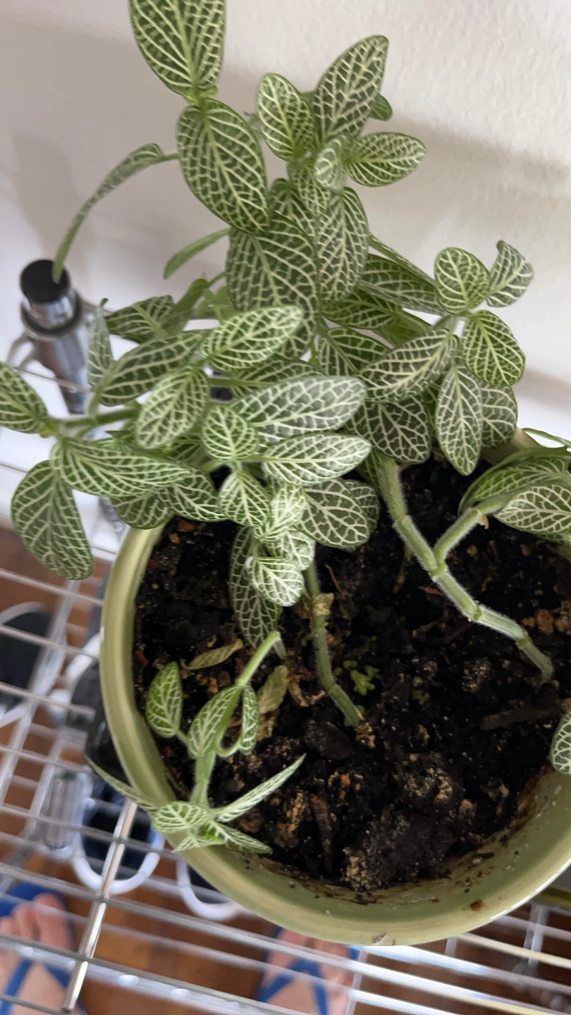 Fittonia Plant in Light Green Pot - photo 4