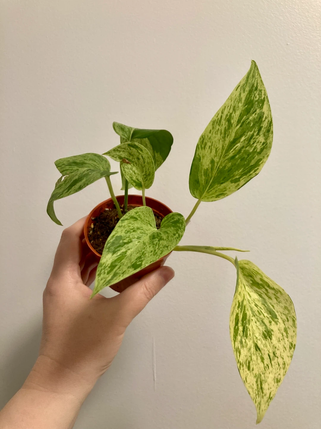 Marble Queen Pothos