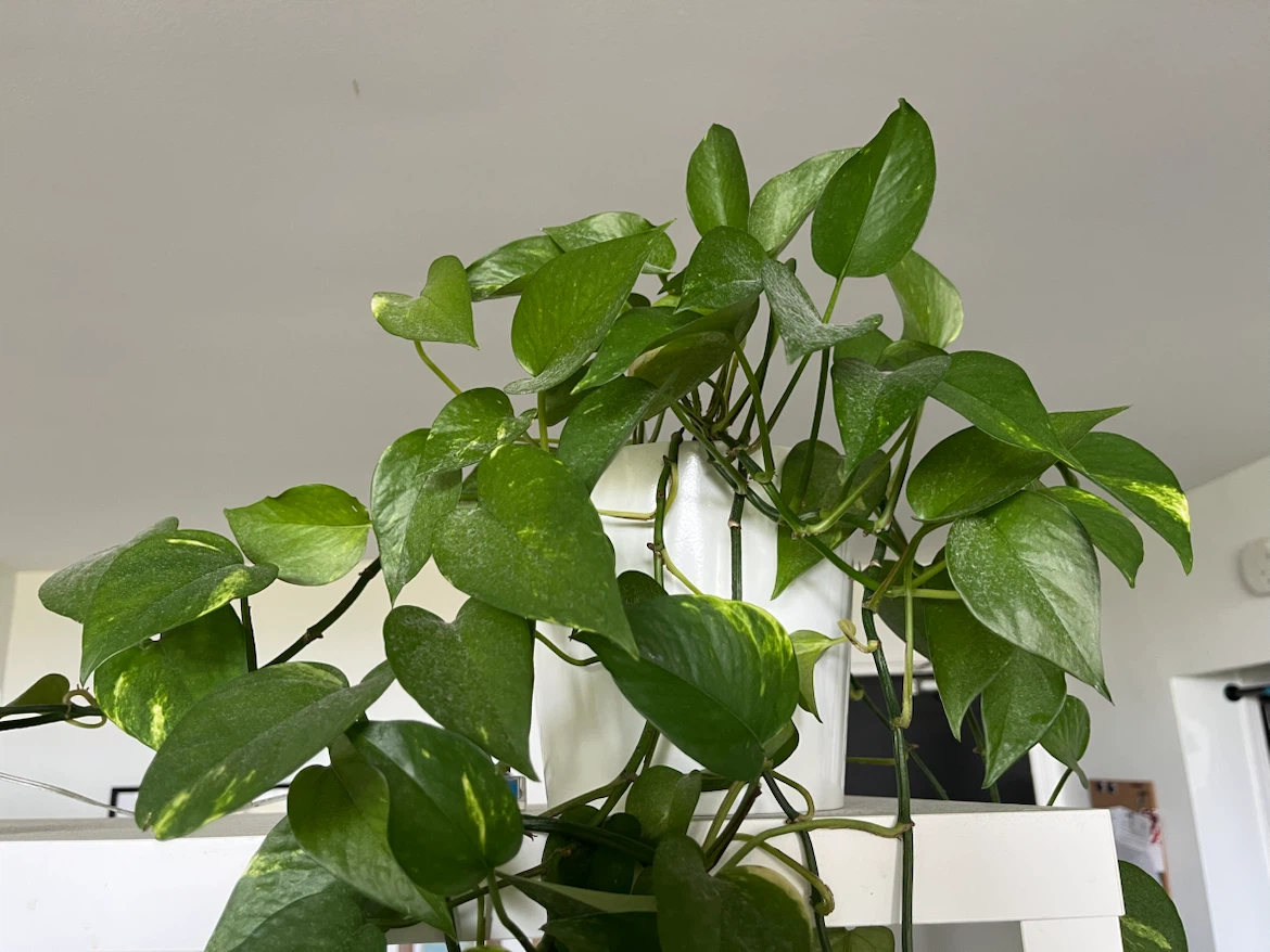 Pothos 🌱 very long and healthy