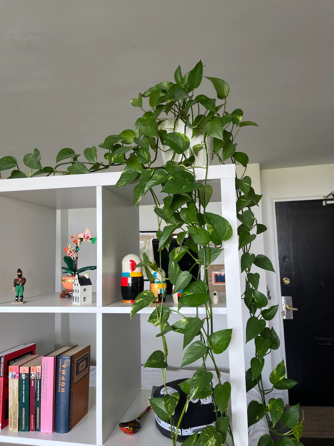 Pothos 🌱 very long and healthy - photo 2