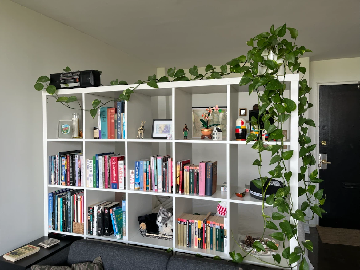 Pothos 🌱 very long and healthy - photo 3