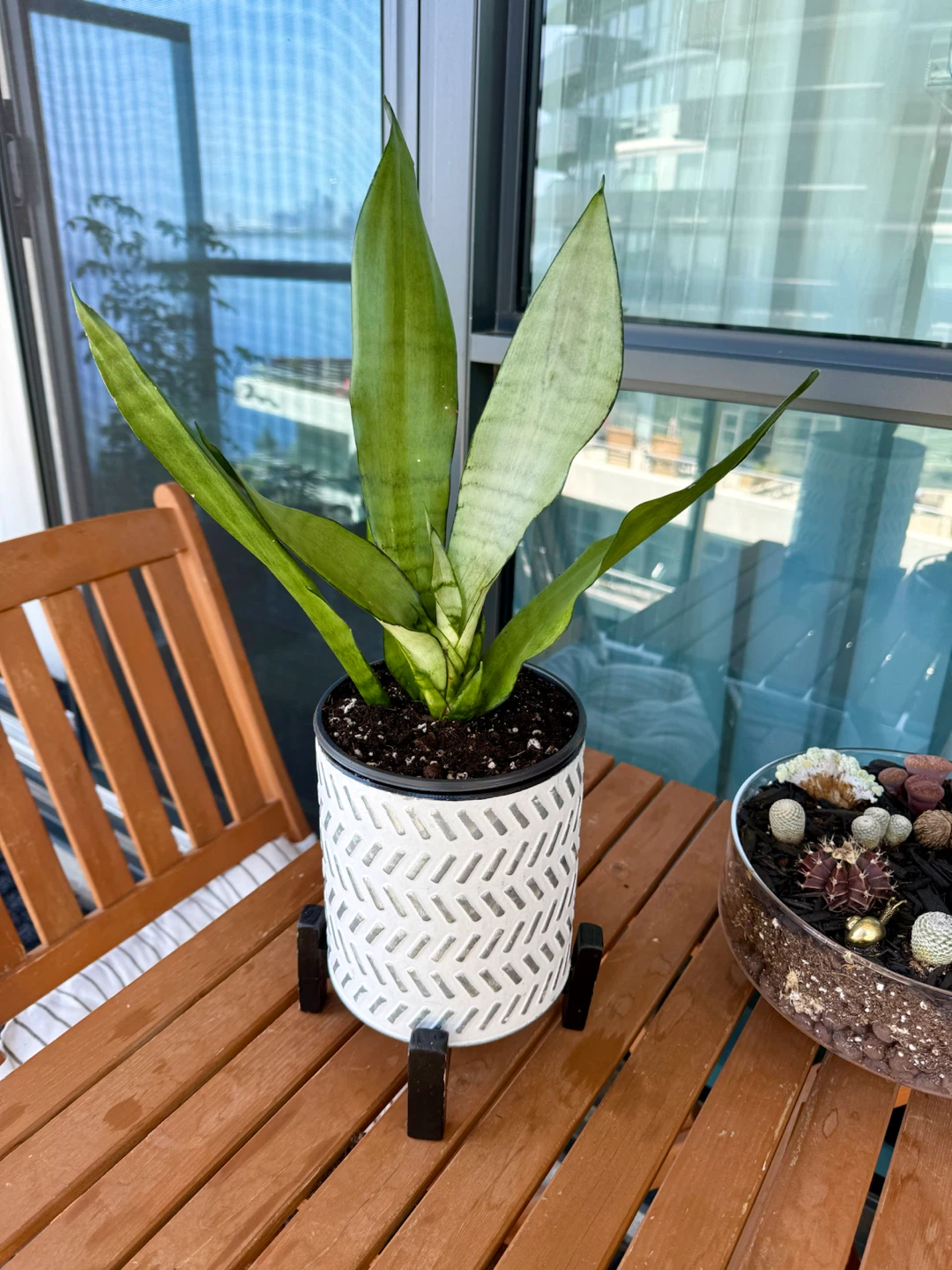 Moonshine Snake Plant in Decorative Planter