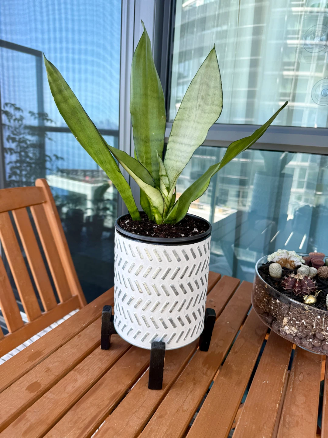 Moonshine Snake Plant in Decorative Planter - photo 2