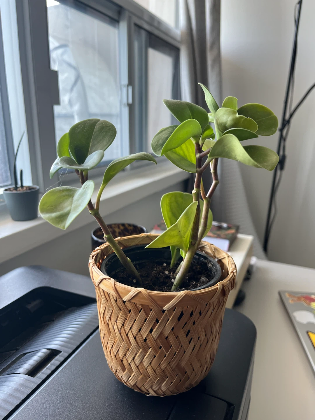 Plant