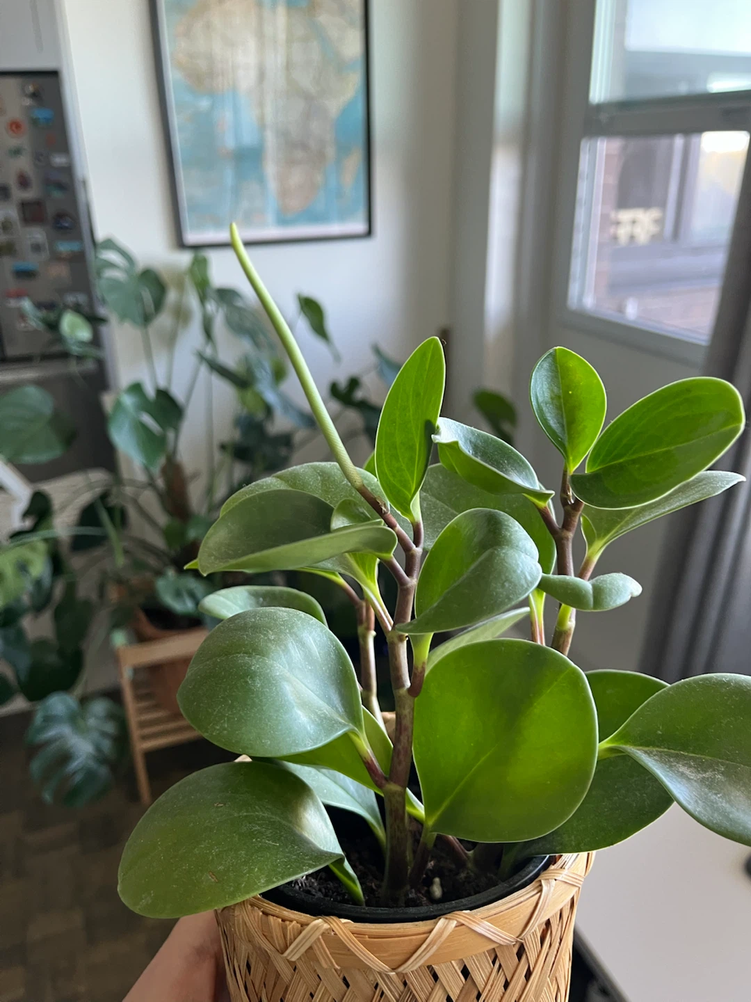 Plant - photo 2