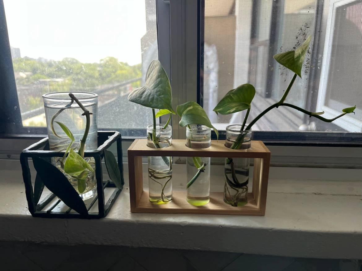 Pothos seedlings