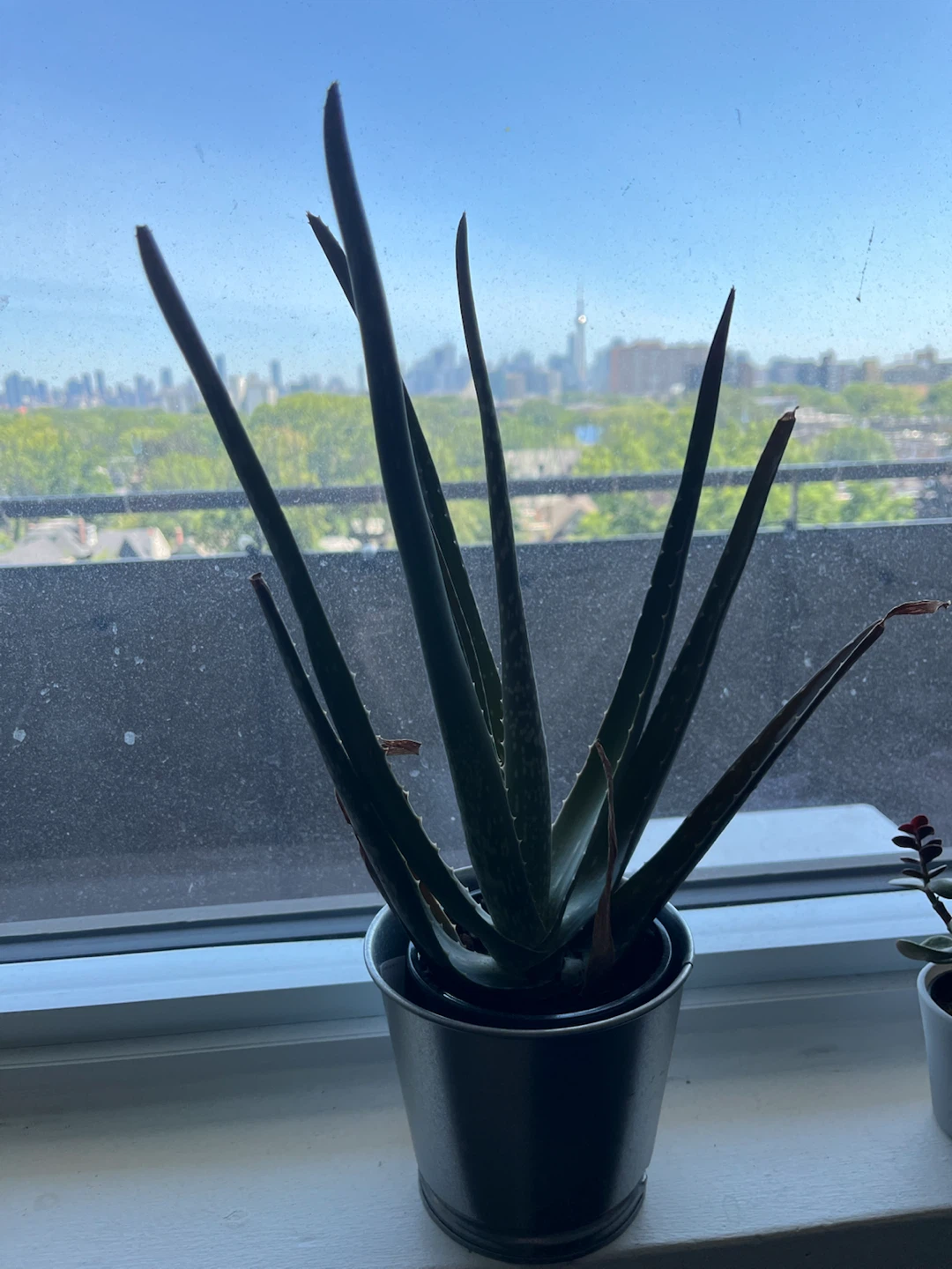 Aloe Plant