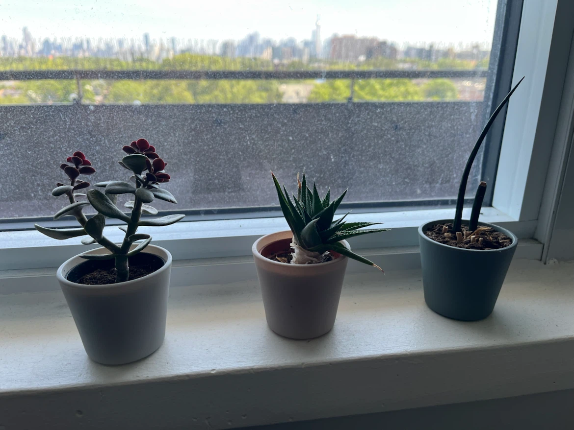 Succulents