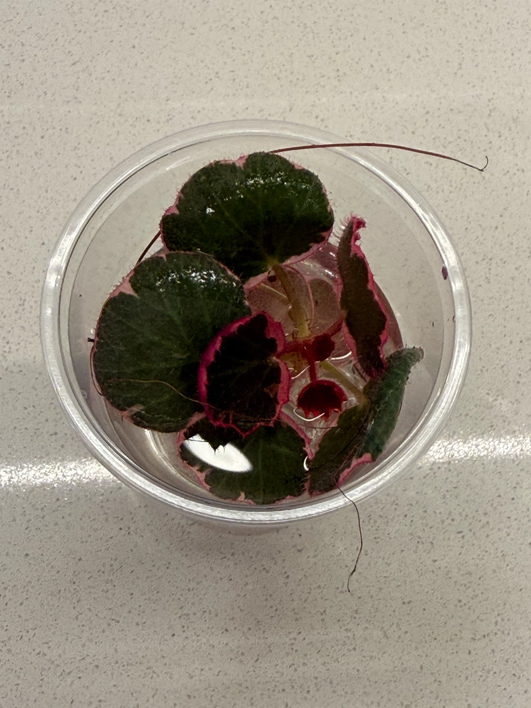 Strawberry begonia in the water