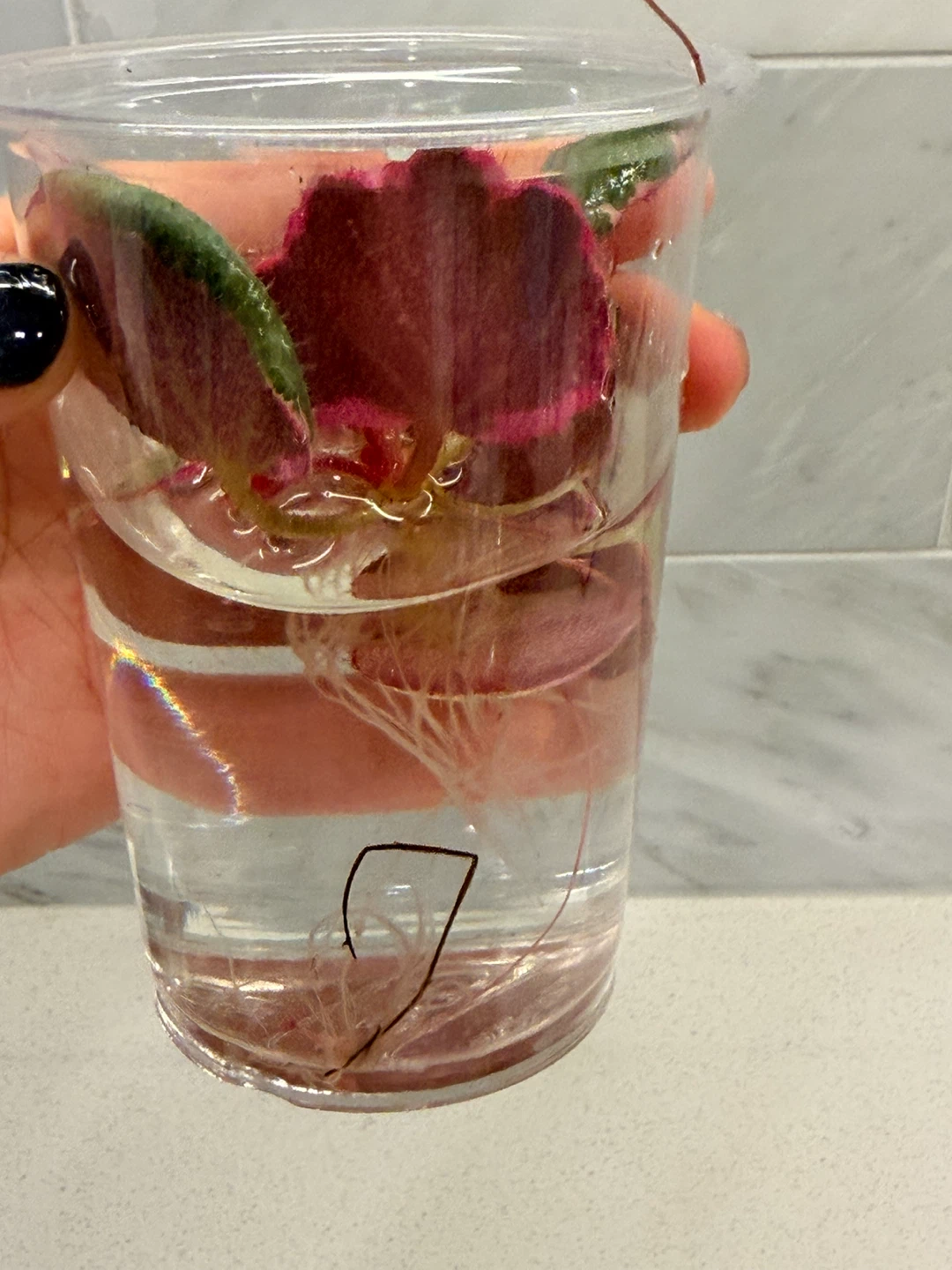 Strawberry begonia in the water - photo 2