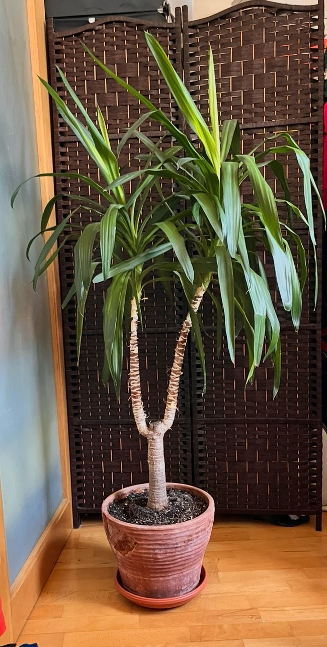 64” Big Yucca Plant in Terracotta Pot
