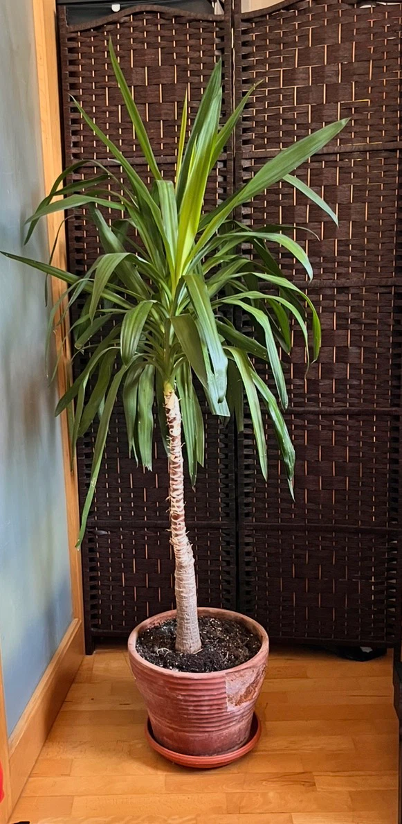 64” Big Yucca Plant in Terracotta Pot - photo 2
