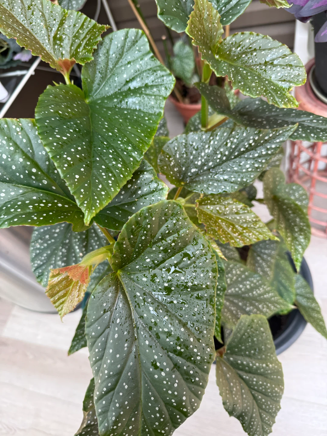 Begonia Maculata Plant