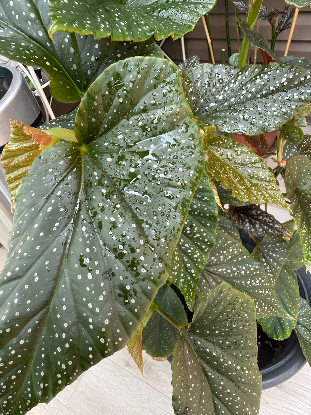 Begonia Maculata Plant - photo 2