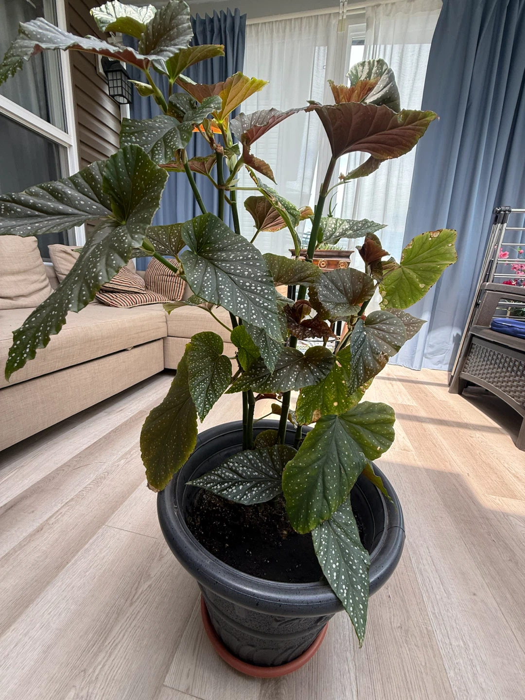 Begonia Maculata Plant - photo 3