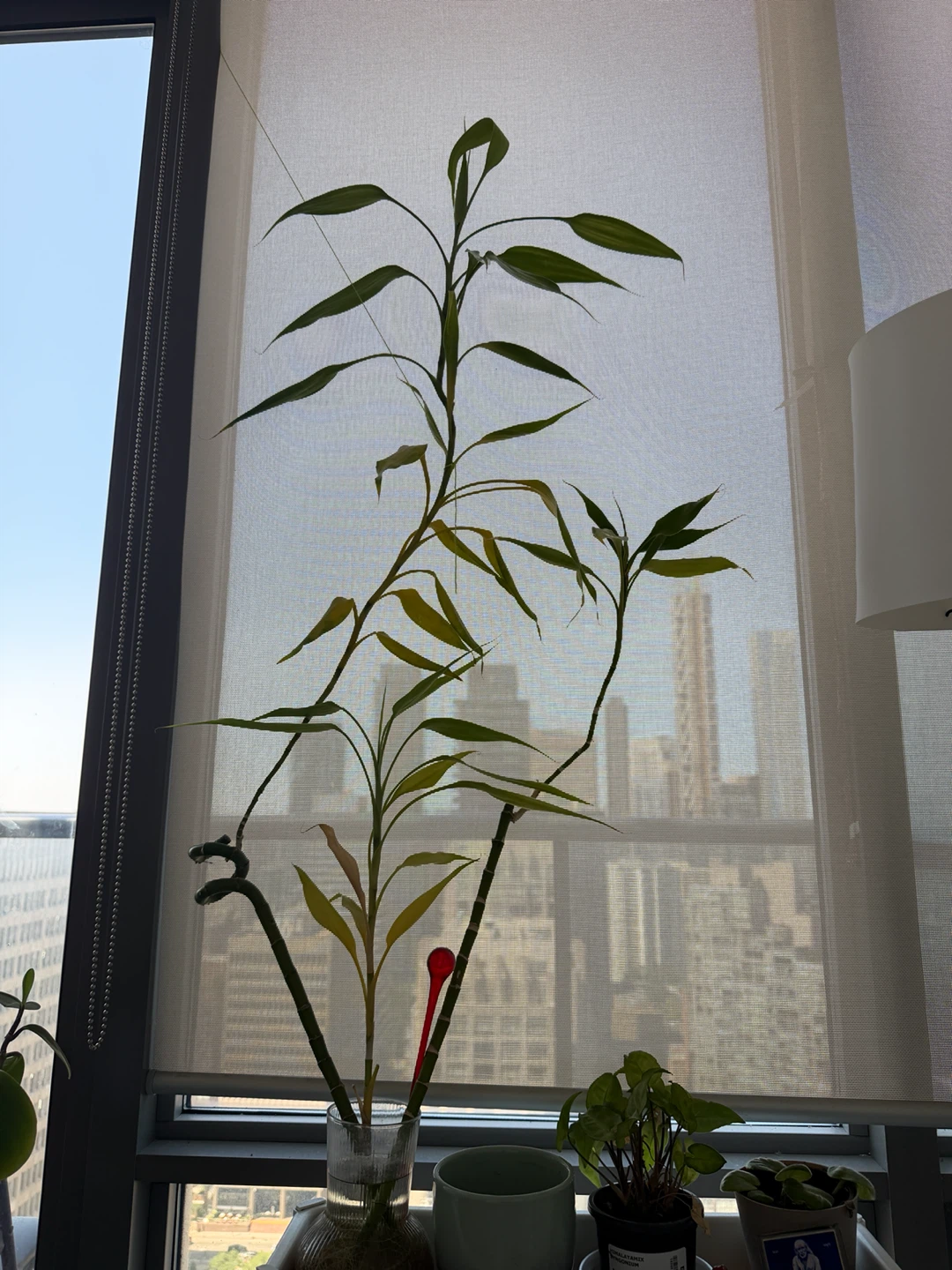 2 feet Lucky Bamboo Plant( still growing)
