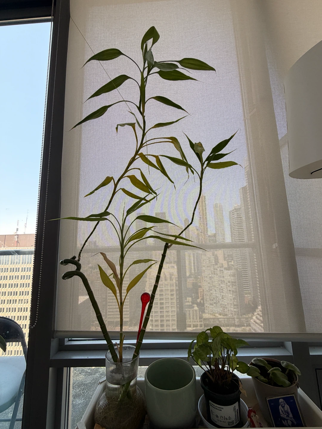 2 feet Lucky Bamboo Plant( still growing) - photo 2