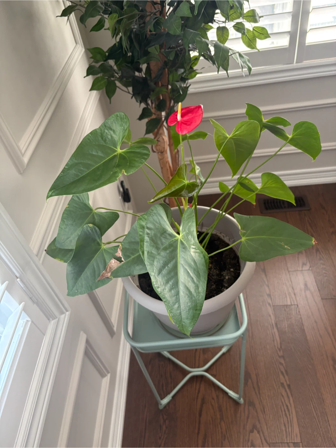 Anthurium Plant with Red Flower in a big sturdy pot w/saucer