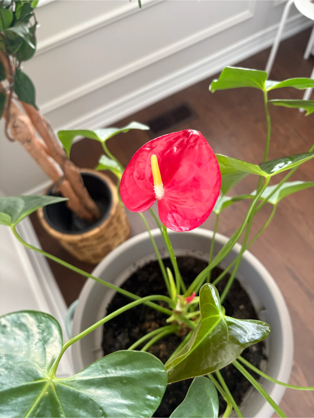 Anthurium Plant with Red Flower in a big sturdy pot w/saucer - photo 2
