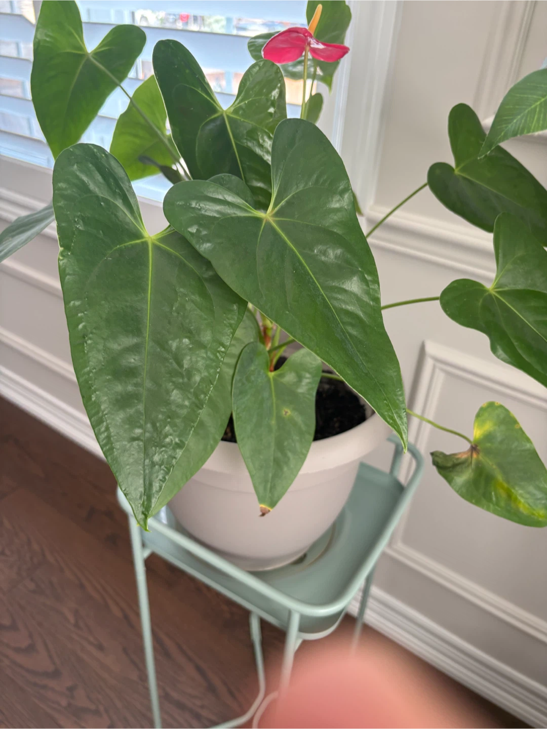 Anthurium Plant with Red Flower in a big sturdy pot w/saucer - photo 3