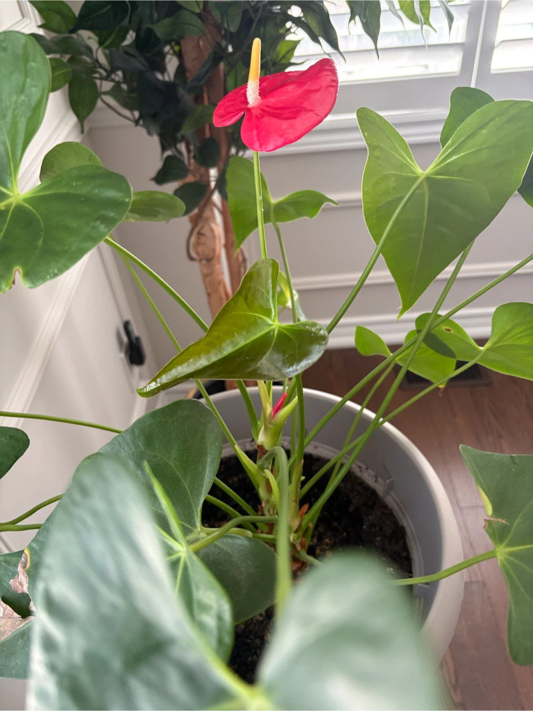 Anthurium Plant with Red Flower in a big sturdy pot w/saucer - photo 4