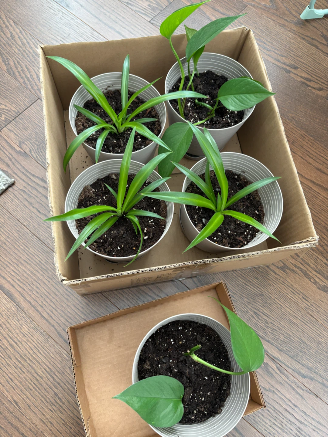Assorted small indoor plants