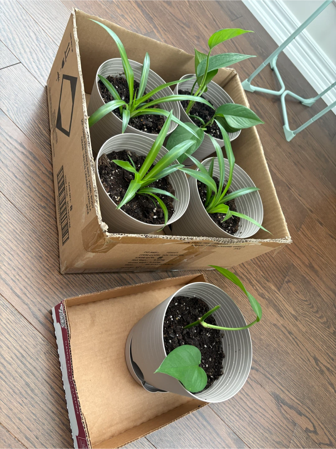 Assorted small indoor plants - photo 2