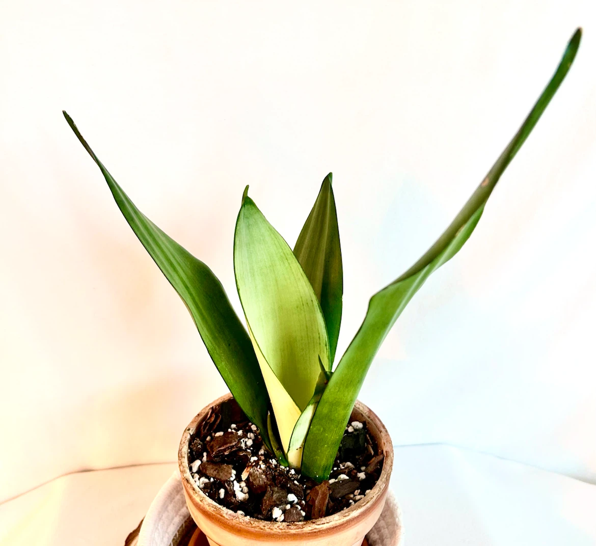 Moonshine Sansevieria