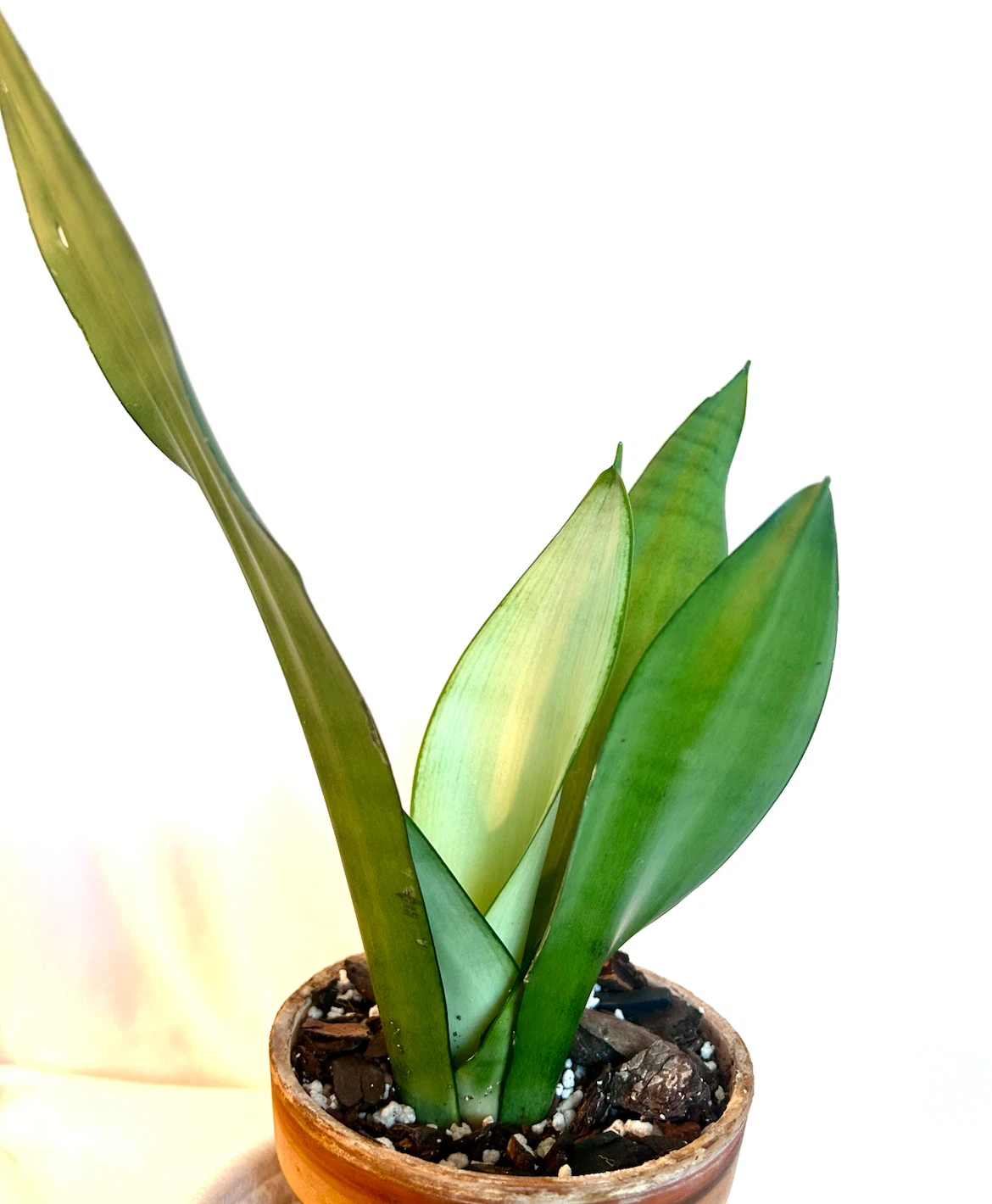 Moonshine Sansevieria - photo 2