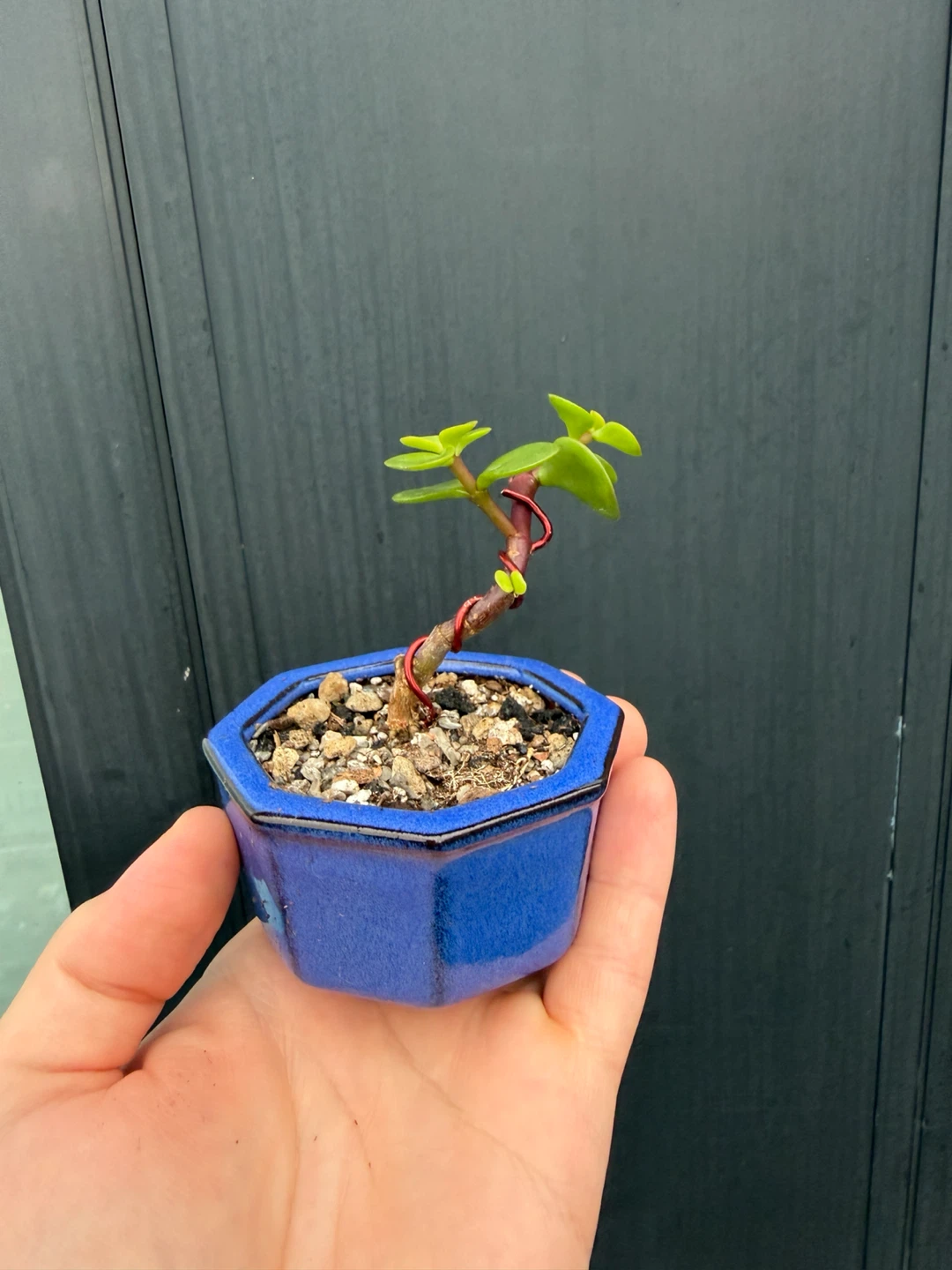 Small Jade Bonsai Plant in Blue Ceramic Pot