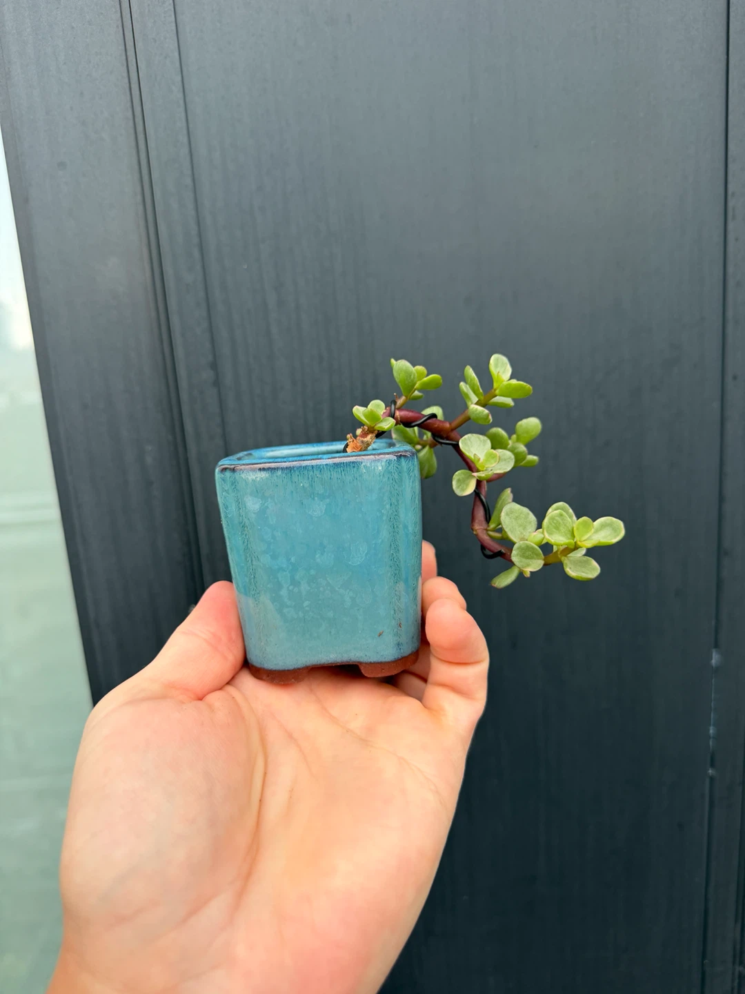 Small Jade Bonsai Plant in Blue Ceramic Pot - photo 2