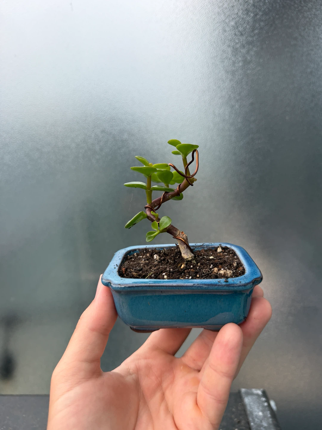Small Jade Bonsai Plant in Blue Ceramic Pot - photo 3