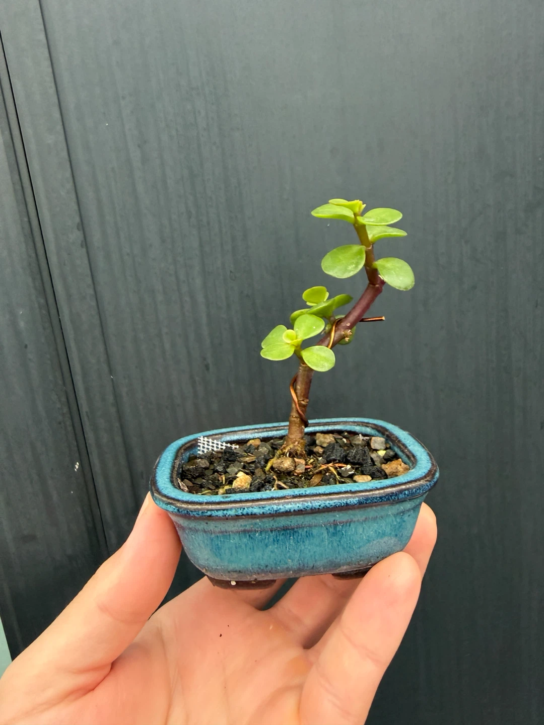 Small Jade Bonsai Plant in Blue Ceramic Pot - photo 4
