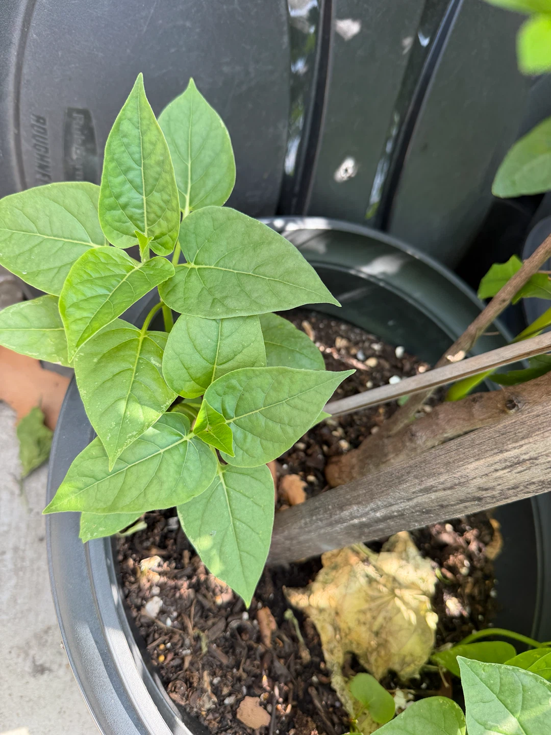 Young multi colored flower Plant
