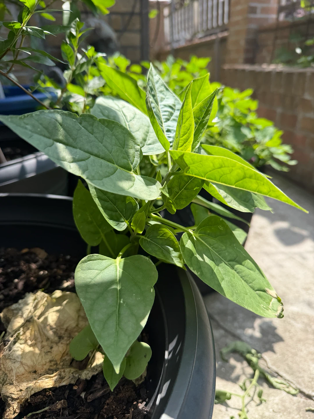 Young multi colored flower Plant - photo 2