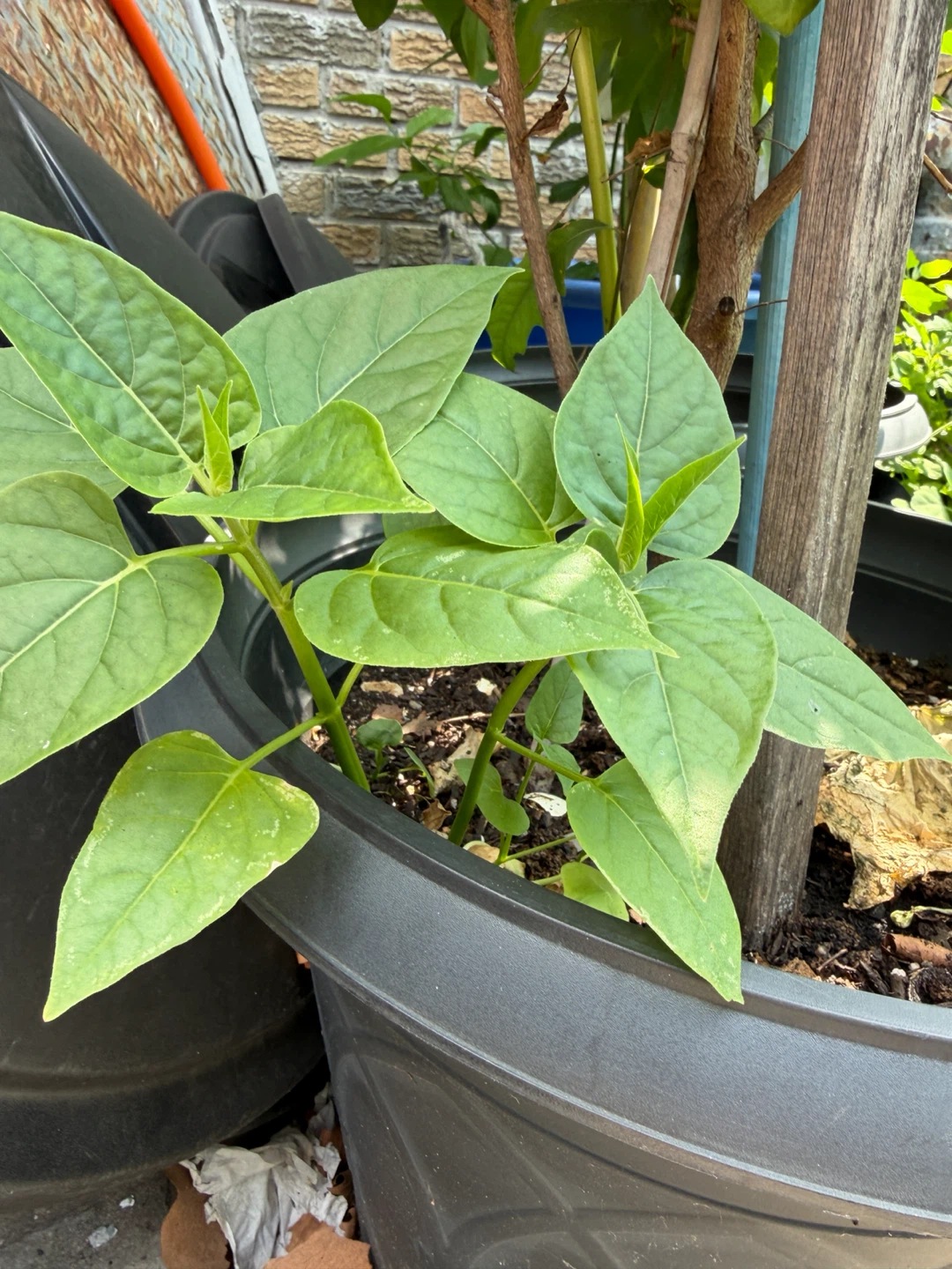 Young multi colored flower Plant - photo 5