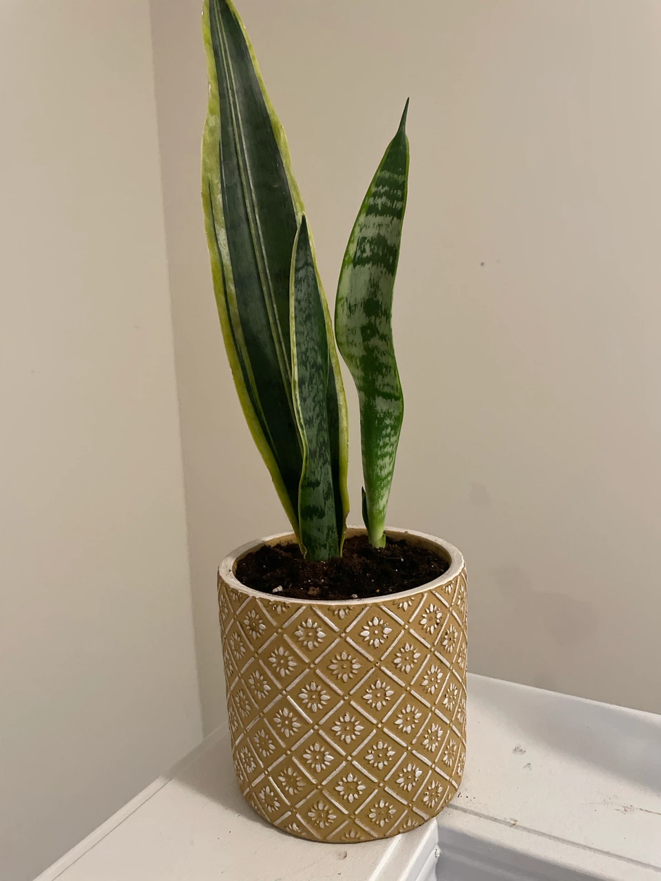 Snake Plant in Decorative ceramic Pot