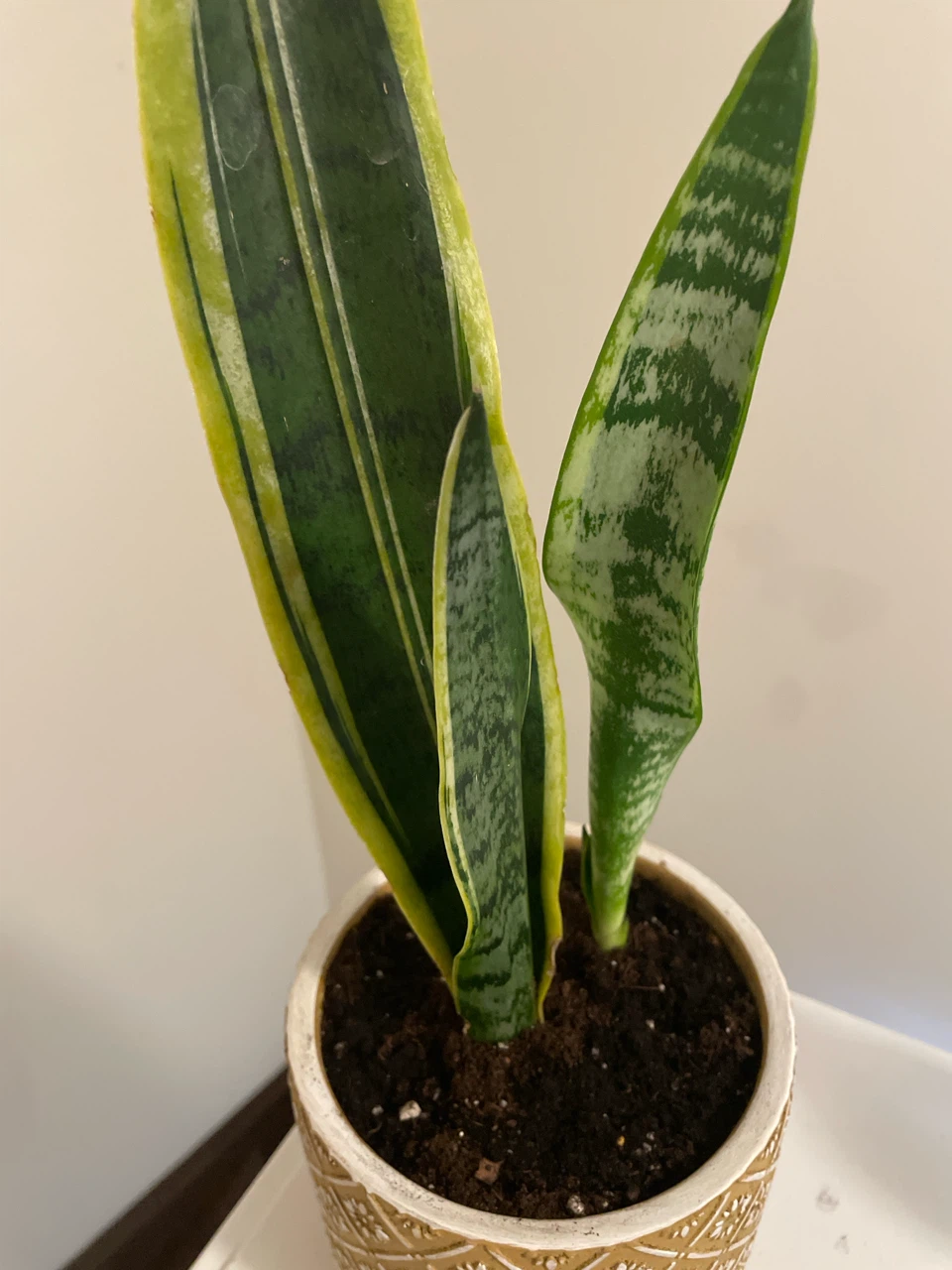 Snake Plant in Decorative ceramic Pot - photo 2
