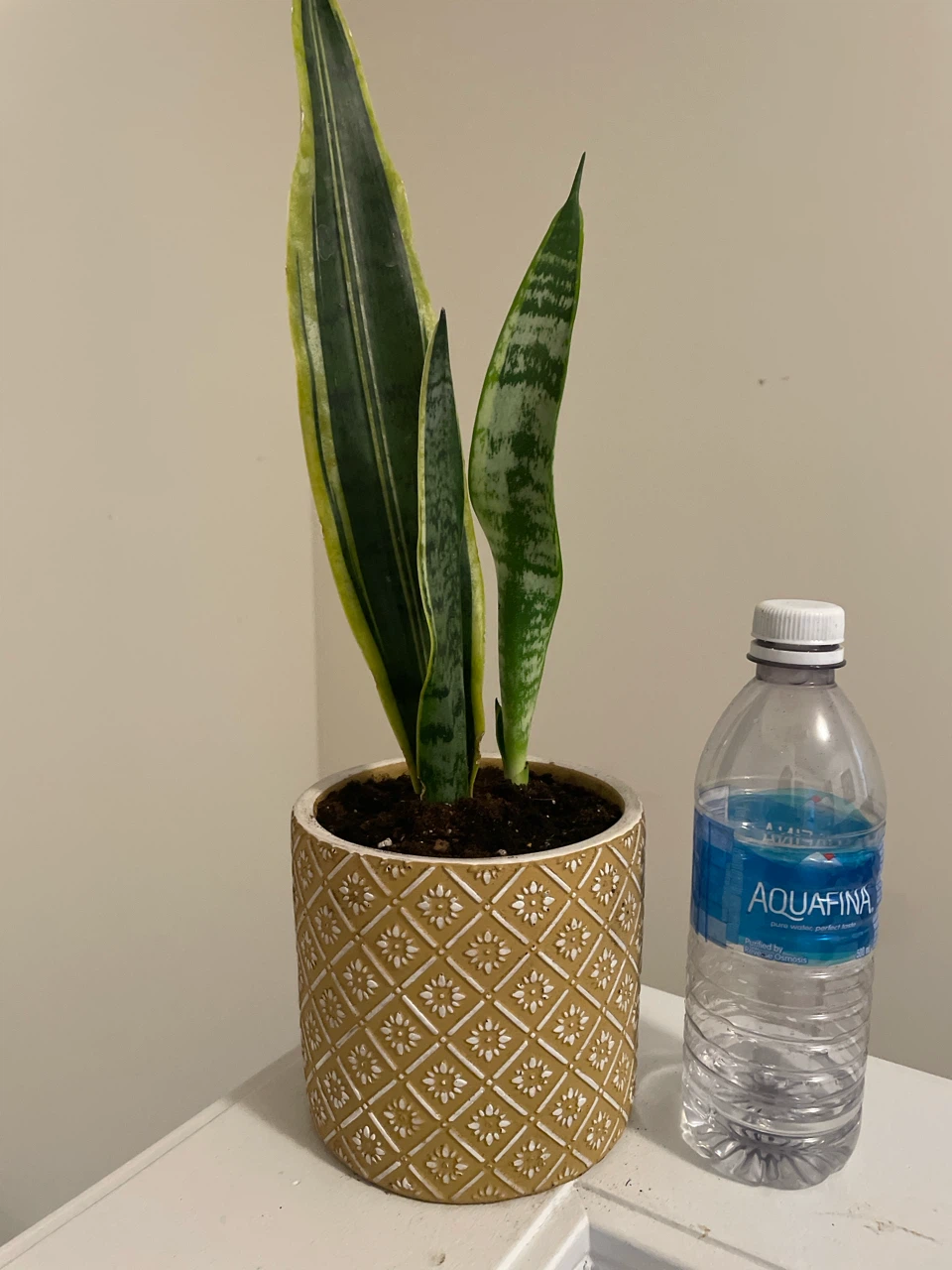 Snake Plant in Decorative ceramic Pot - photo 3