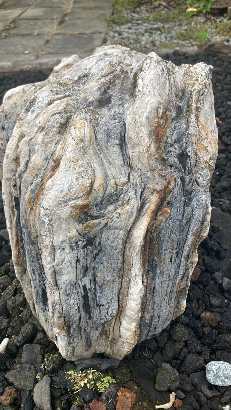 Petrified wood