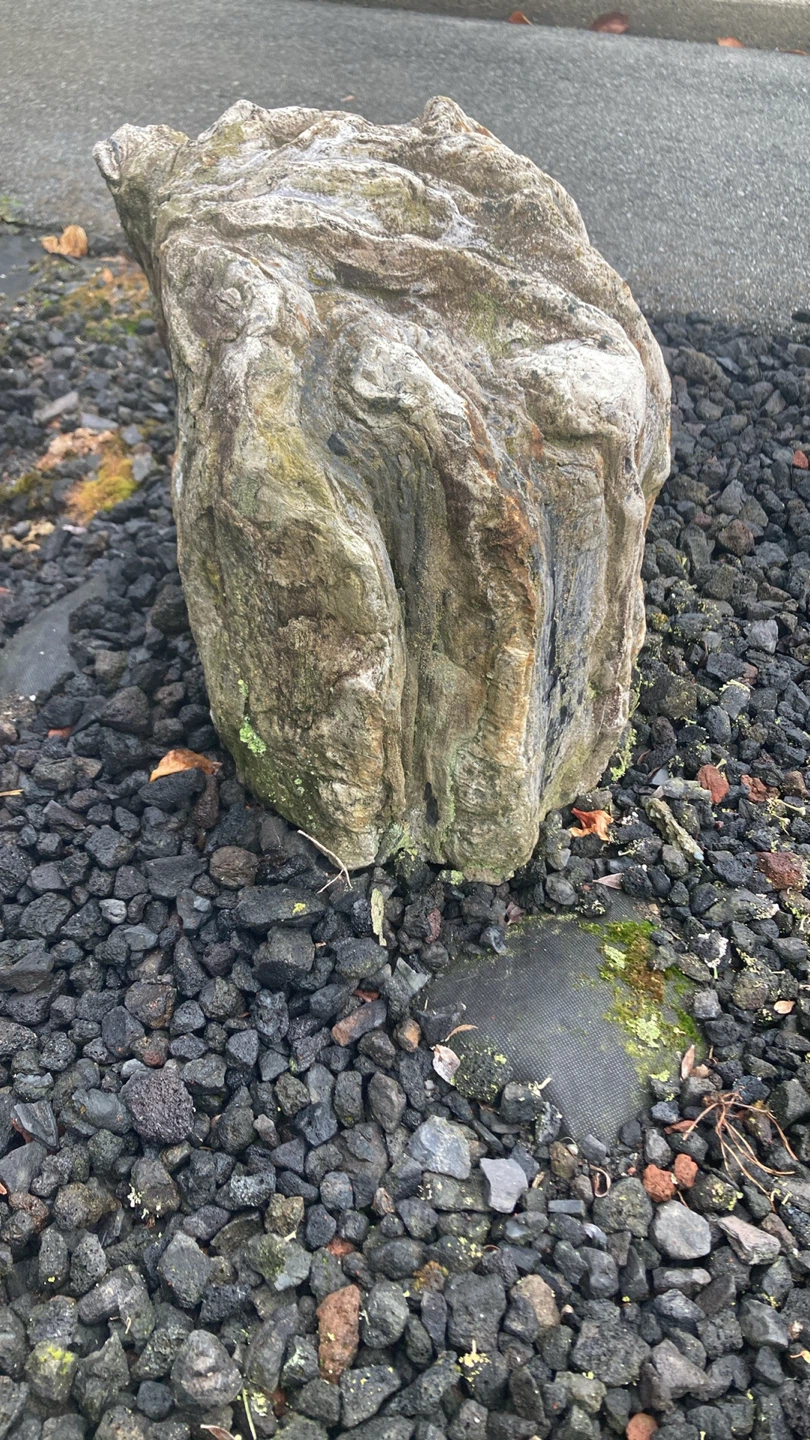Petrified wood - photo 3